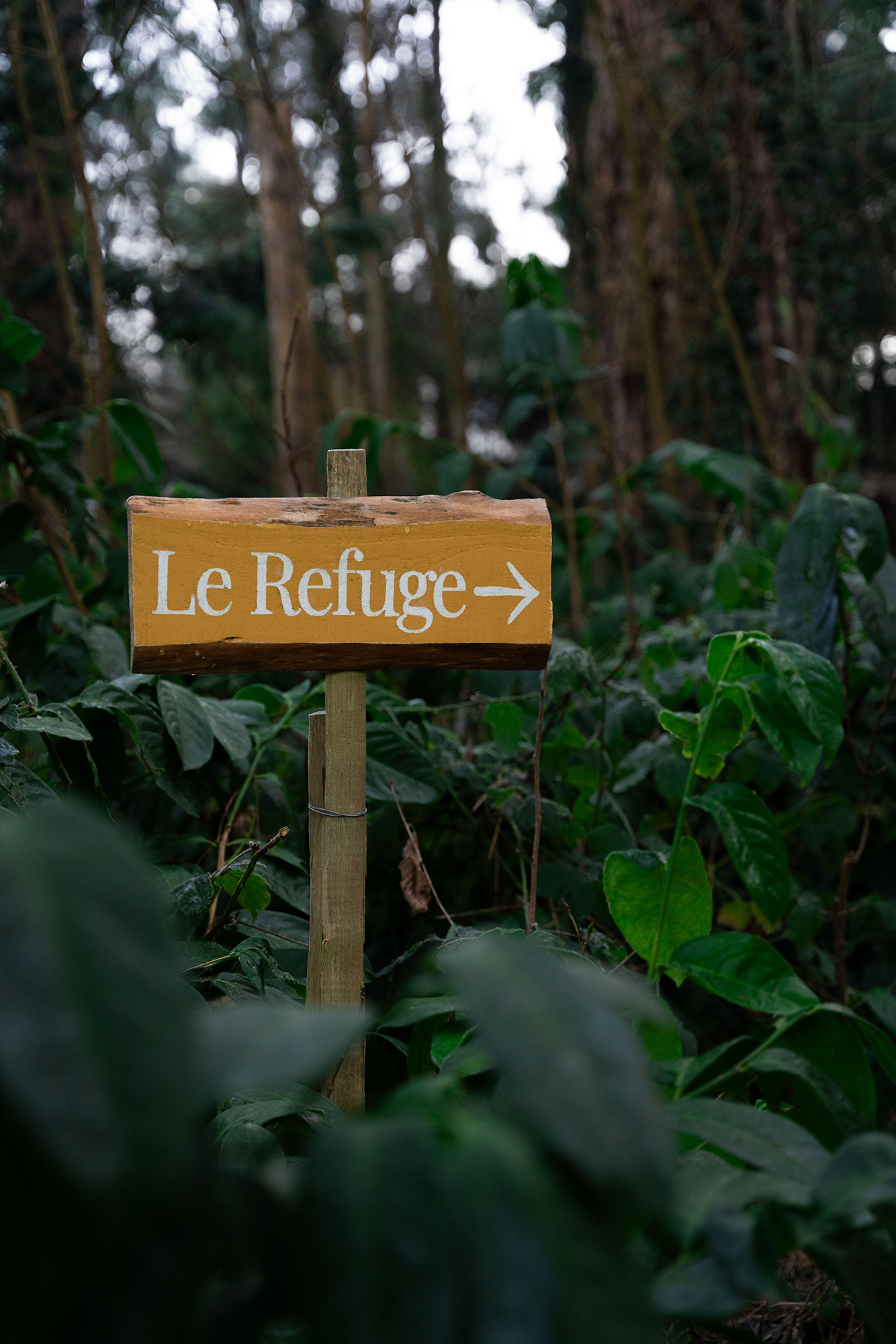 BAIN DE FORÊT-LD-119