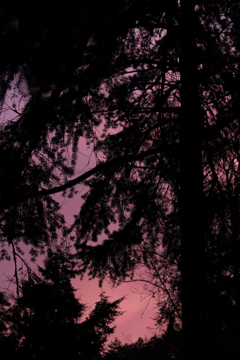 BAIN DE FORÊT-LD-122